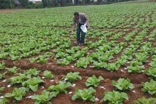 白菜不长如何防治，需要将温度保持在10-22℃