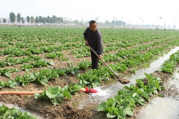 白菜不长如何防治，需要将温度保持在10-22℃