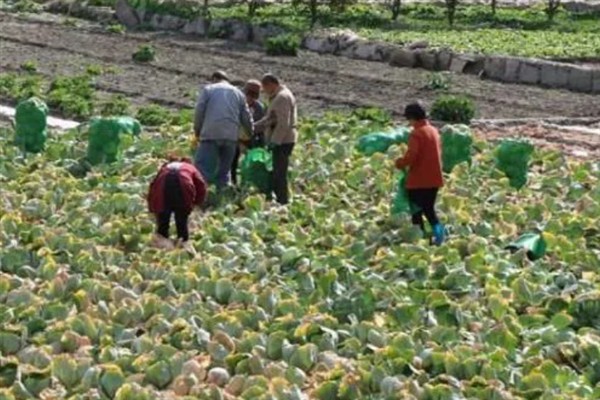 白菜不长如何防治，需要将温度保持在10-22℃