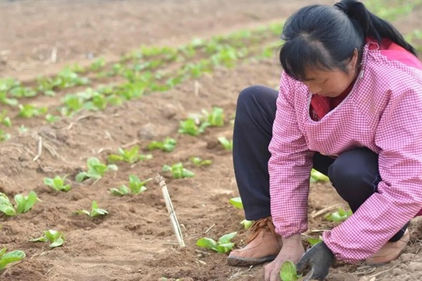 白菜不长如何防治，需要将温度保持在10-22℃