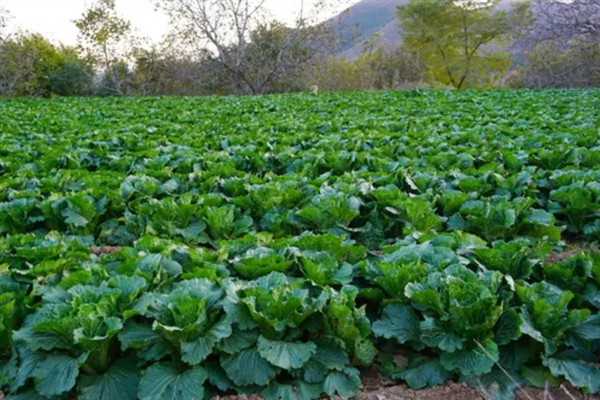 白菜不长如何防治，需要将温度保持在10-22℃