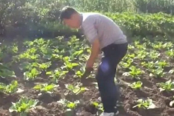 白菜不长如何防治，需要将温度保持在10-22℃