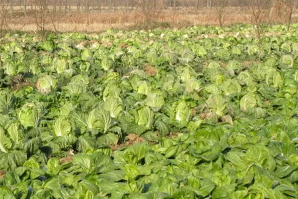 白菜不长如何防治，需要将温度保持在10-22℃