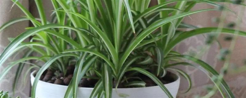 吊兰怎么分盆，剪开植株对根部涂抹草木灰后再栽种