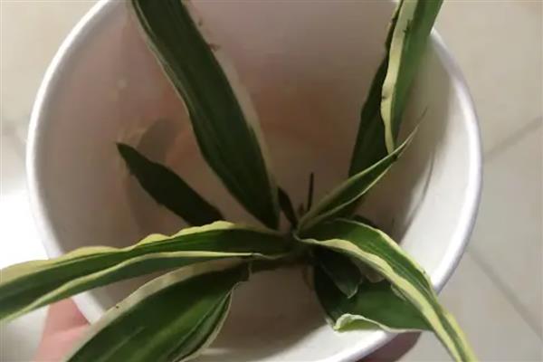 吊兰怎么分盆，剪开植株对根部涂抹草木灰后再栽种