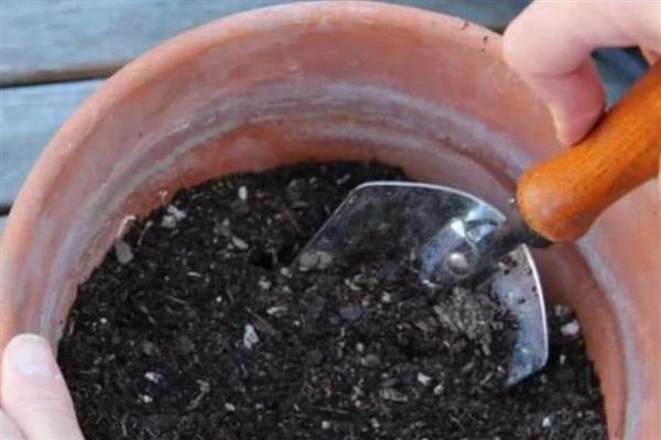 吊兰怎么分盆，剪开植株对根部涂抹草木灰后再栽种