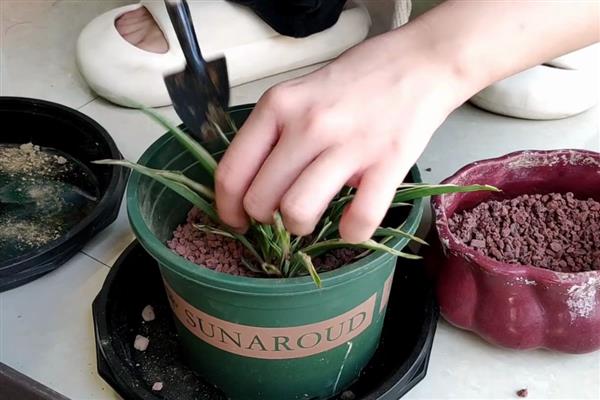 吊兰怎么分盆，剪开植株对根部涂抹草木灰后再栽种