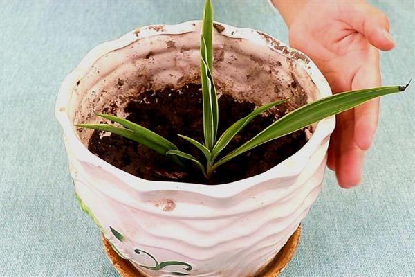 吊兰怎么分盆，剪开植株对根部涂抹草木灰后再栽种