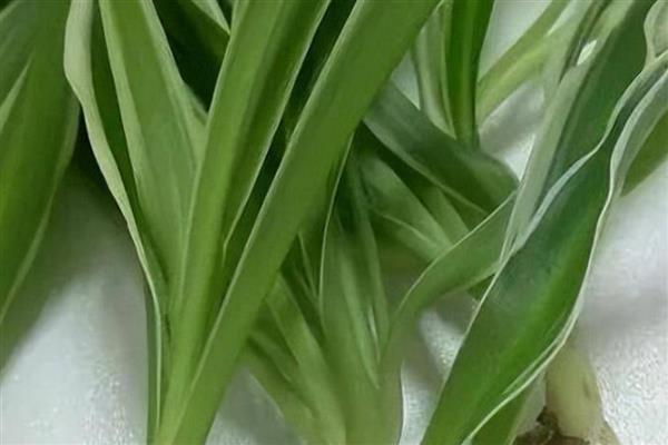 吊兰怎么分盆，剪开植株对根部涂抹草木灰后再栽种