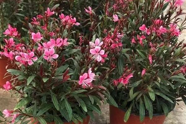 千鸟花怎么养殖，每隔15-20天左右追施一次液肥
