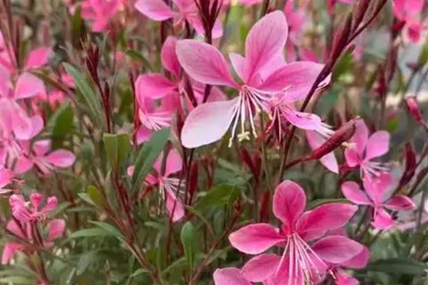 千鸟花怎么养殖，每隔15-20天左右追施一次液肥