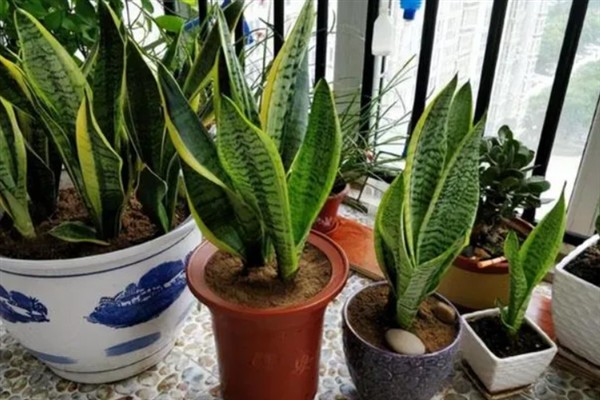 虎皮兰的摆放禁忌，不建议放在门口、厨房等位置
