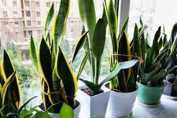 虎皮兰的摆放禁忌，不建议放在门口、厨房等位置
