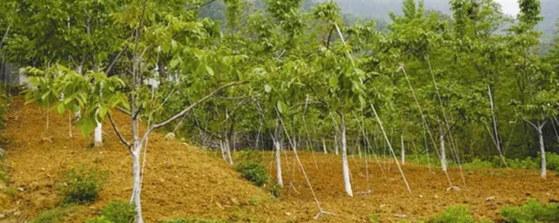 核桃长在什么地方，主要生长于具有一定海拔的山坡和丘陵地带