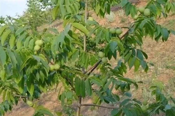 核桃长在什么地方，主要生长于具有一定海拔的山坡和丘陵地带