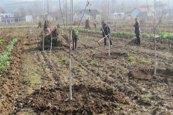 核桃长在什么地方，主要生长于具有一定海拔的山坡和丘陵地带