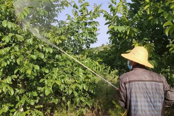 核桃长在什么地方，主要生长于具有一定海拔的山坡和丘陵地带
