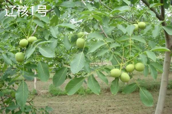 核桃长在什么地方，主要生长于具有一定海拔的山坡和丘陵地带