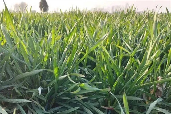 冬小麦的生长周期，通常为220-270天左右