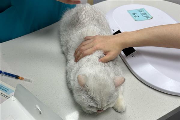 得了猫传腹如何确诊，只能通过组织病理学检查