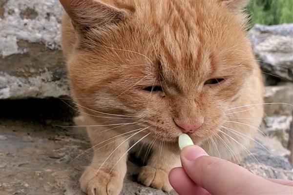 得了猫传腹如何确诊，只能通过组织病理学检查