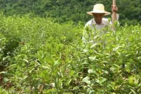 苍术的田间管理方法，生长期内至少要追肥三次左右