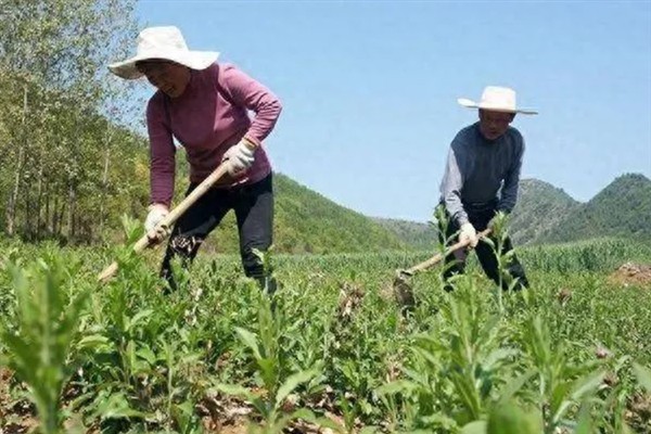 苍术的田间管理方法，生长期内至少要追肥三次左右