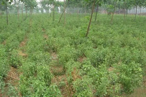 苍术的田间管理方法，生长期内至少要追肥三次左右