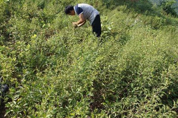 苍术的田间管理方法，生长期内至少要追肥三次左右