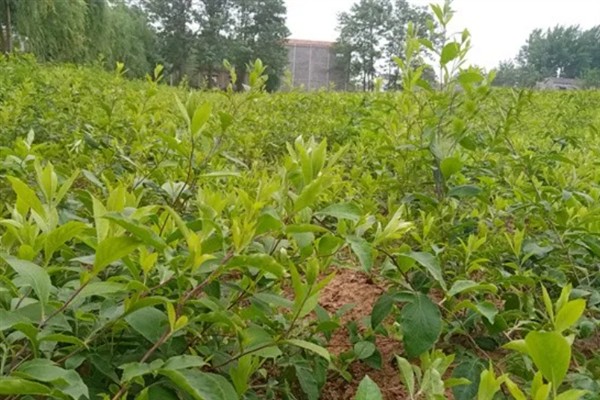 苍术的田间管理方法，生长期内至少要追肥三次左右