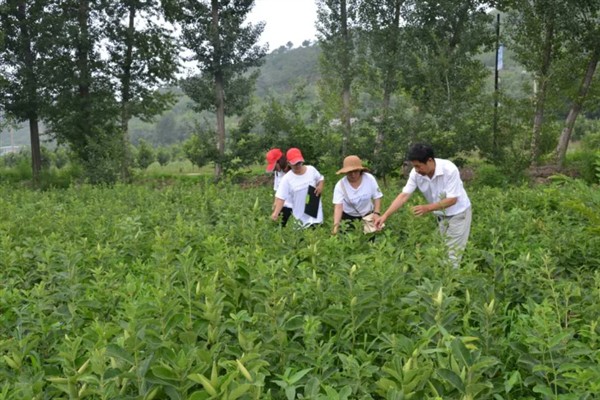 苍术的田间管理方法，生长期内至少要追肥三次左右