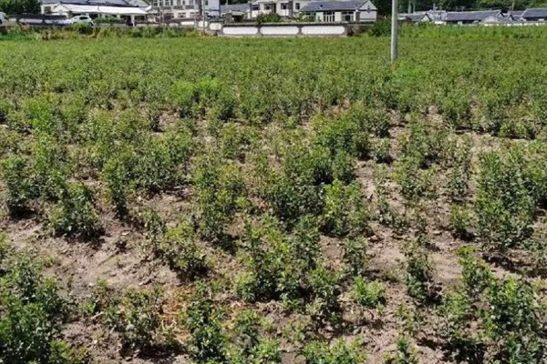 苍术的田间管理方法，生长期内至少要追肥三次左右