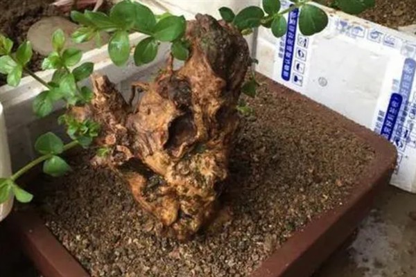 痒痒树怕痒的原因，震动传导至各个部位会产生痒痒的效果