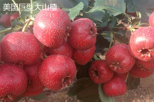 赠送山里红的含义，代表希望、坚强等意思