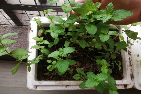 留兰香薄荷的种植方式，建议选择在春秋季节进行