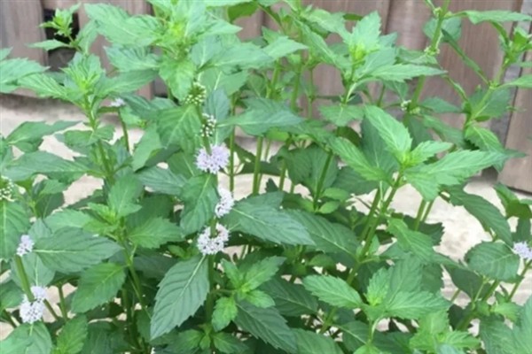 留兰香薄荷的种植方式，建议选择在春秋季节进行