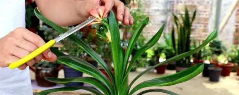 君子兰花期过后要不要剪除花茎，剪除花茎可以节省养分
