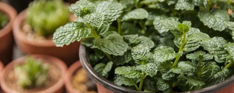 留兰香薄荷的种植方式，建议选择在春秋季节进行