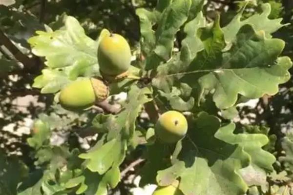 槲树果实能不能吃，果实是可以食用的