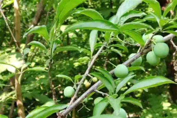 李子的成熟季节，大多是夏季7-8月份左右