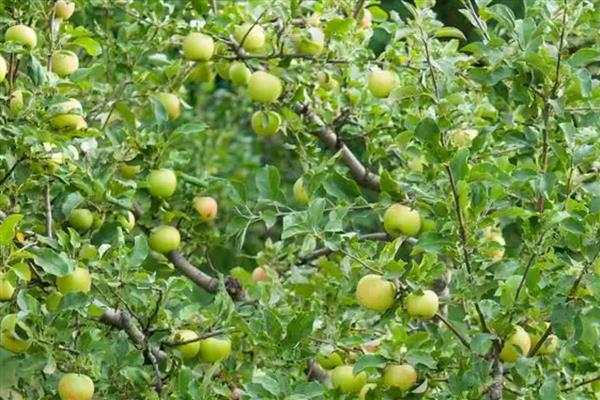 李子的成熟季节，大多是夏季7-8月份左右