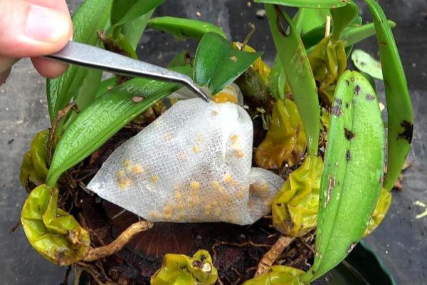 石斛兰怎么种植，将室温保持在20-28℃可促进生长发育