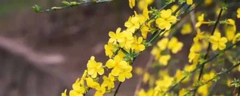 迎春花叶子上白色的霜是什么，可能是白粉病菌所致