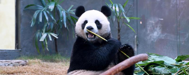 熊猫是不是猫，属于熊科哺乳动物