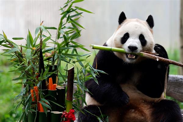 熊猫是不是猫，属于熊科哺乳动物
