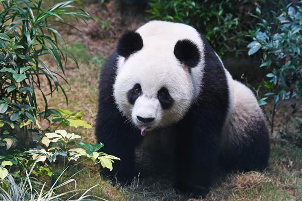 熊猫是不是猫，属于熊科哺乳动物