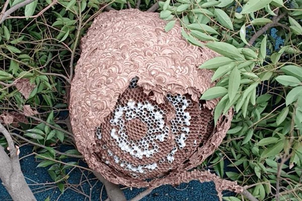 蜜蜂是怎么调节湿度的，根据蜂巢内的情况及时调整