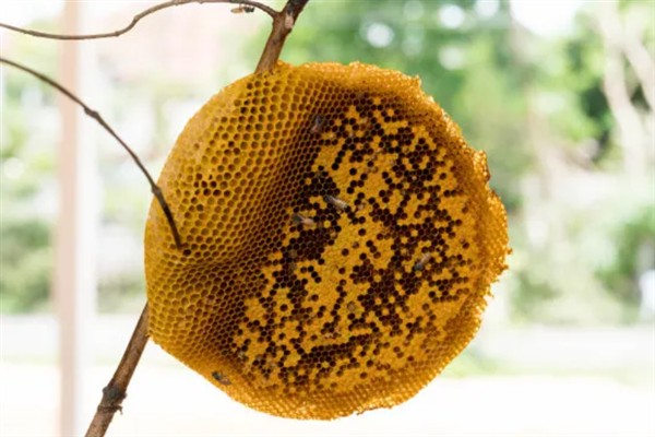蜜蜂是怎么调节湿度的，根据蜂巢内的情况及时调整