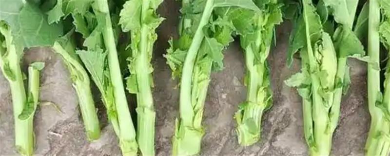 油菜打苔的技巧，在植株高35-45公分时进行