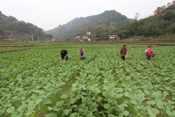 油菜打苔的技巧，在植株高35-45公分时进行
